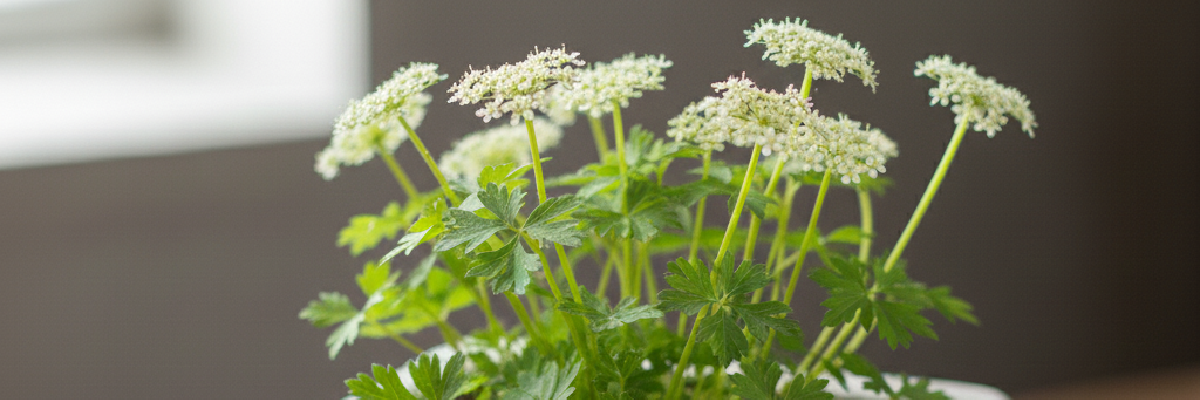 Mädesüß (Filipendula ulmaria) – Heiterkeit