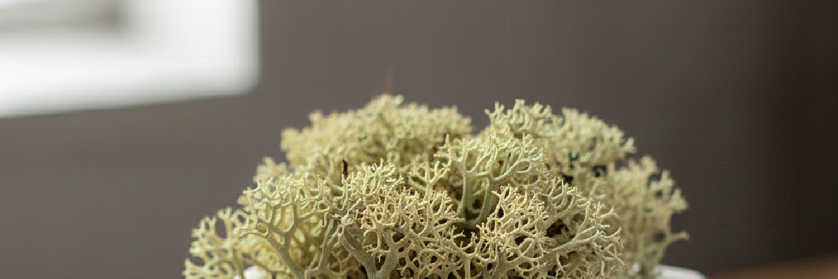 Rentierflechte (Reindeer Lichen) – Klarheit