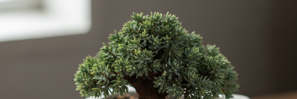 Wacholder (Juniper) – Schutz