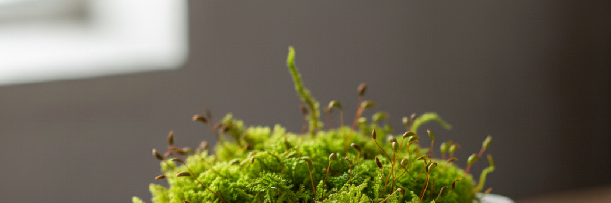 Waldmoos (Waldboden-Moos) – Verwurzelung